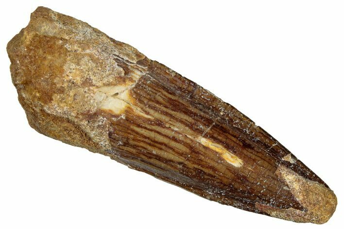 Fossil Spinosaurus Tooth - Real Dinosaur Tooth #299104